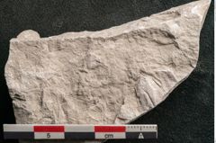 Foto (Detailansicht) von Trigonocarpus sp.  (NHMW-GEO-2024-0188-11152)